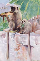 Hanuman-Affe, aus Wildlife of the World veröffentlicht von Frederick Warne & Co, ca. 1900